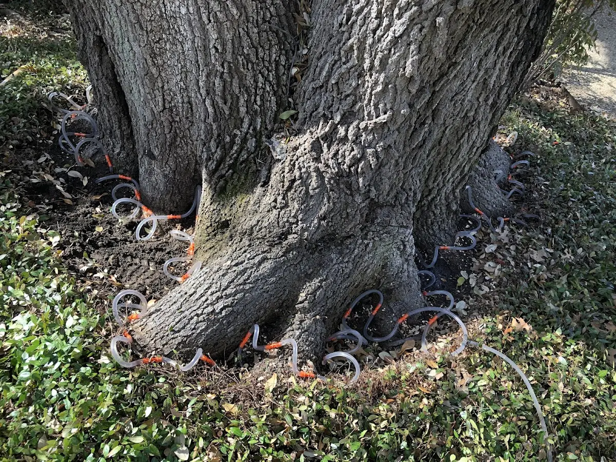 Detailed Tree Cabling and Bracing job site in Glennville