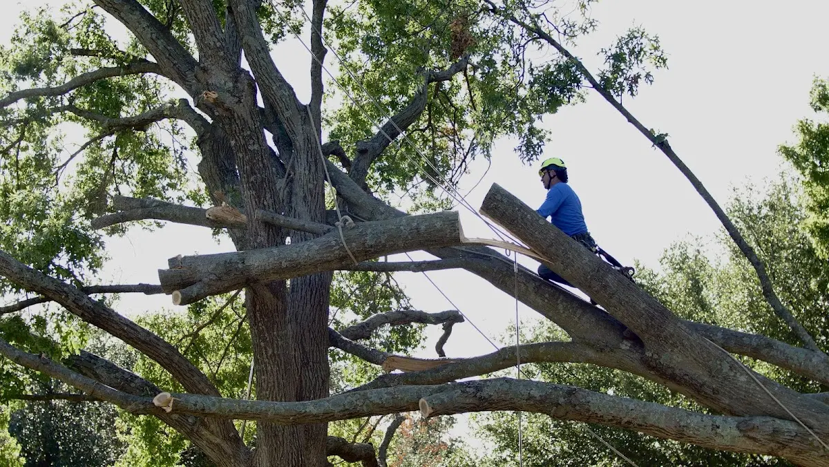 Professional Crown Thinning performed by certified arborists in Glennville