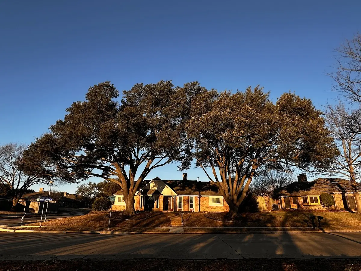 Established residential canopy tree shading a home in Glennville